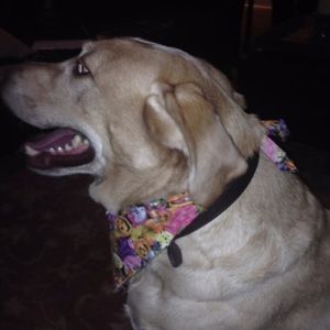 Meet your Posher, Joann